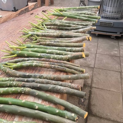 プルメリア　Purple Serendipity $_32.PNG?set_id=880000500F