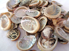 12 ABALONE VARIA SEA SHELLS 2.5 - 3.5 CM ORMER IRIDESCENT MOTHER OF PEARL CRAFT