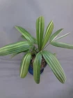 Rhapis excelsa 'Shirayuki no takara' variegated [Must read description]
