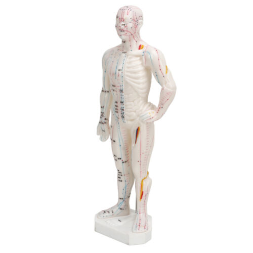 Human Body Acupuncture Model Professional Portable Meridian Points Model For HOI - Photo 1 sur 12