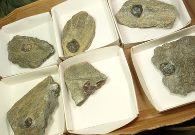 4.8 Lbs  6 piece lot Wholesale Almandine Garnet Crystal in schist Altay mine