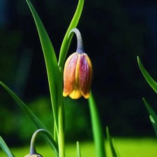 Fox's Grape Fritillary Fritillaria Uva-Vulpis Bulbs x60