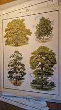 Vintage Macmillan School Educational print poster Nature Trees