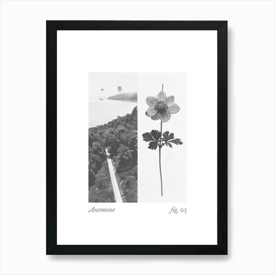 Anemone Botanical Collage 3 Art Pri Gerahmtes Wandbild Poster Leinwanddruck Bild