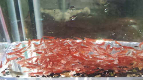 20+4 NICE RED CHERRY SHRIMP (see description) - Picture 3 of 6