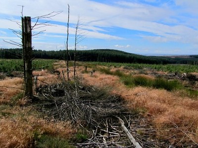 Photo A3 Clearing in the Plantation on Rombalds Moor looking South Addin c2013