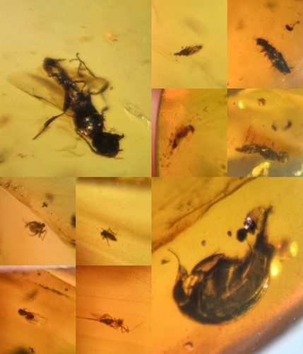 10 pieces authentic Myanmar insect Amber specimen fossil dinosaur age 4.27-31