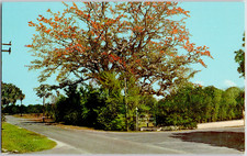 Clearwater Florida Famous Kapok Tree Blooms Winter Bouquet USA Vintage Postcard