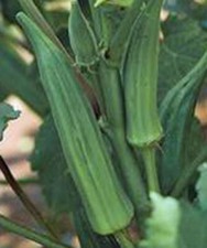 OKRA SEED, EMERALD, HEIRLOOM, NON GMO, 500 SEEDS, GARDEN OKRA SEED