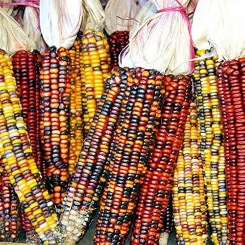 50+ RAINBOW ORNAMENTAL CORN SEEDS FRESH HARVEST FOR GARDENS