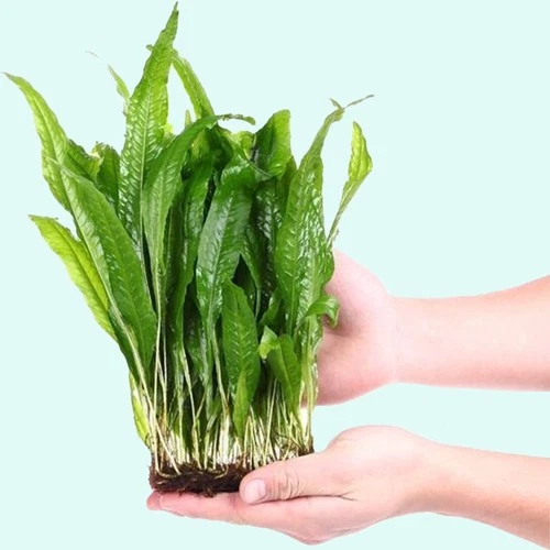BUY 2 GET 1 FREE Java Fern Mat (Microsorum) on FULL Mat Aquarium Plants - Image 3 of 4