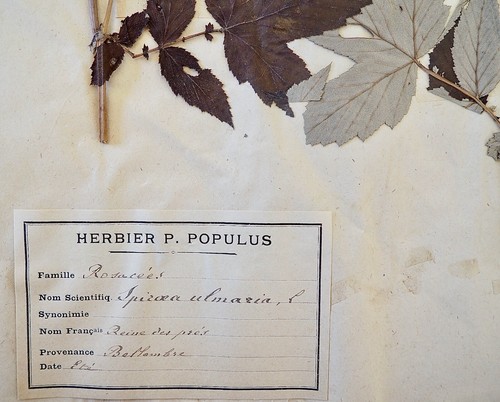 Botanique - Planche Herbier XIXe - Plantes séchées - Reine des près - Imagen 2 de 3