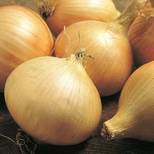 200 WALLA WALLA SWEET ONION SEEDS ~ heirloomseedguy ~ 2026 ~ NON-GMO