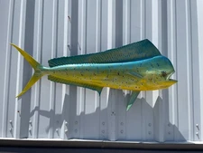 40" Bull Dolphin Two Sided Fish Mount - Quick Production