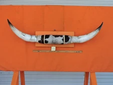 MOUNTED STEER BULL  HORNS 5' 7" tip to tip #298  COW BULL HORN LONGHORN 17" Base