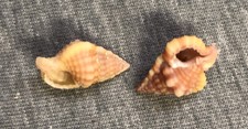 *Gyrineum roseum  (Rosy Gyre Triton) 17.6mm & 18mm !!!