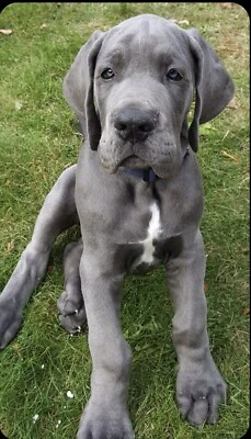 Great Dane Puppies Dogs Puppies Gumtree Australia Free Local Classifieds