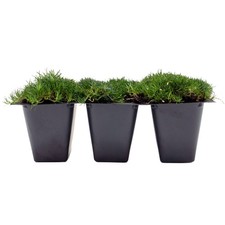 Irish Moss (Sagina subulata) in 2.5” Nursery Cubes, Dense Low-Growing