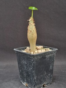 Stefano Colombo Cactus | eBay Stores