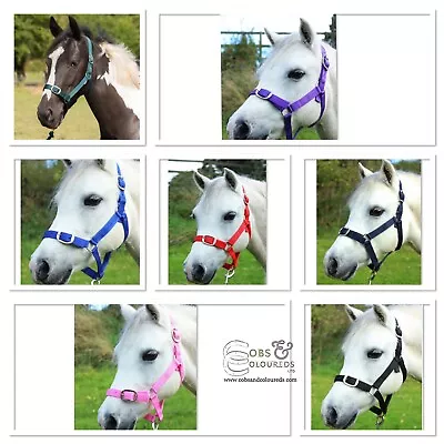 GALLOP HEADCOLLAR & LEADROPE SET, SHETLAND, PONY, COB, FULL, GÜNSTIG! *PORTOFREI*