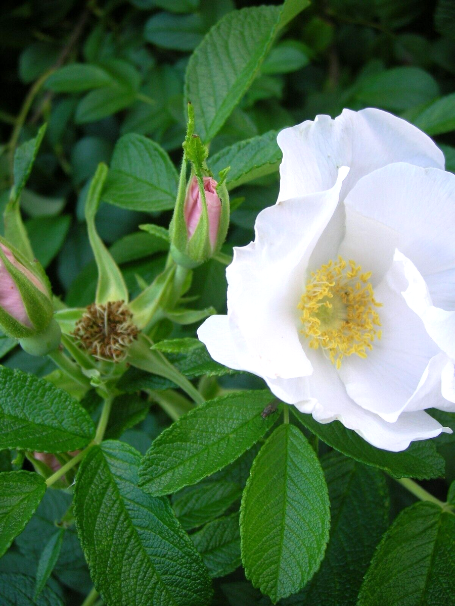 25 WHITE BEACH ROSE SEEEDS - Rosa rugosa ' alba ' | eBay