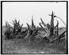 Photo:New England Stump Fence