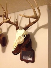 Euro Deer Skull Mount Plaque With Photo Holder