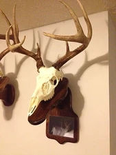 Euro Deer Skull Mount Plaque With Photo Holder