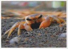 CRAB on Beach Lenticular 3D Postcard Great 3-D!
