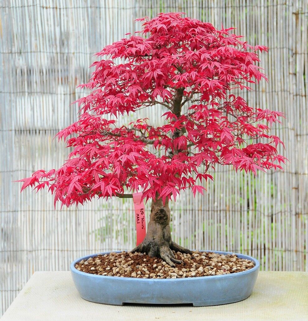 Красивое небольшое дерево. Acer palmatum Atropurpureum бонсай. Клен Пальматум бонсай. Японский клен бонсай. Бонсай красный клен.