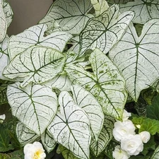 Caladium 'White Christmas' Size#2(2 bulbs) **New Crop 2025 **In Stock Now!!!
