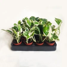 N'Joy Pothos- Live Rooted Starter Plant