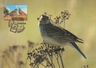 Eurasian Skylark Alauda Arvensis Bird Nature Finland Mint Maxi Card 2003