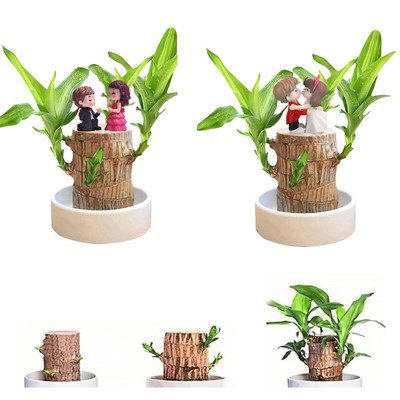 Brazilian Lucky Wood Hydroponic Potted Plant Valentine's Day Desktop Ornament