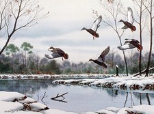 William Redd Taylor Cautious Descent Black Ducks Birds Artists Proof on Paper