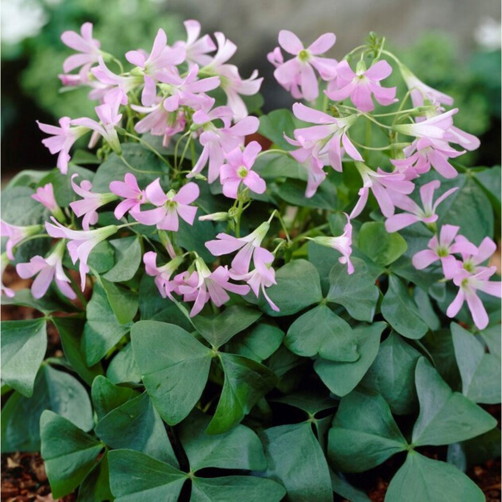 10 Bulbos de Oxalis triangularis AMBER Planta Mariposa con movimiento