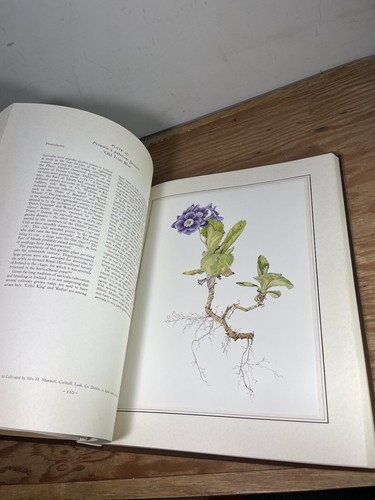 An Irish Florilegium Hardcover Wendy Walsh - 第 17/21 張圖片