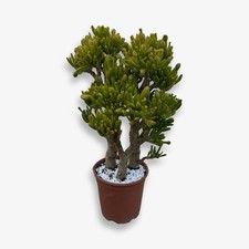 Pianta grassa di Crassula Hobbit CERTIFICATA in vaso 17