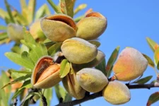 Almond Tree Seeds - 20 Seeds - Grow Almonds Trees