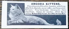 Walnut Ridge Farms ANGORA KITTENS Cat Breeder Boston,Mass. Antique 1895 Print Ad