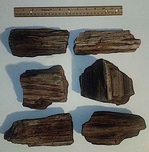 About 15 Pounds of Petrified Wood From Texas - Millions of Years Old