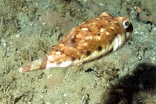 BANDTAIL PUFFER FISH GLOSSY POSTER PICTURE PHOTO PRINT BANNER PUFFERFISH 9173
