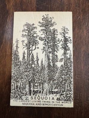 Sequoia Durable Quality Wood Postcard Nation Novelty Products Postcard NEW