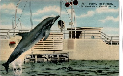 Marineland, Florida, Marine Studios, St. Augustine, Ocean Boulevard, Postcard