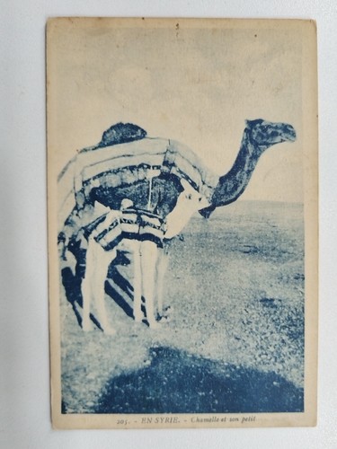 CPA - EN SYRIE - Chamelle et son Petit. - Imagen 1 de 2