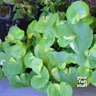 Brazilian Pennywort 'Variegated'Hydrocotyle leucocephala Live Aquarium Plant POT
