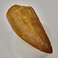 Carcharodontosaurus 2.20