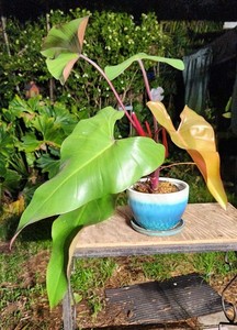 Philodendron Dark Lord Plant in 6" Pot 21" Tall 32" Wide LARGE