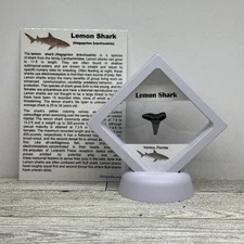 Lemon Shark Tooth Fossil in a Great Display Case