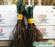 10x Barbatelle di vite Innestate a radice nuda Uva da Tavola e Vino